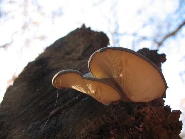 2007 11 Etangs de Hollande 41